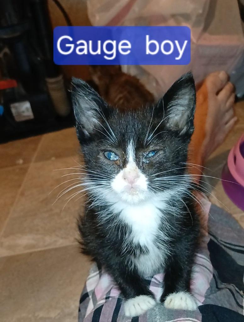 Enlarge Katy, a Adoptable mixed breed in Olney, IL image 5/6