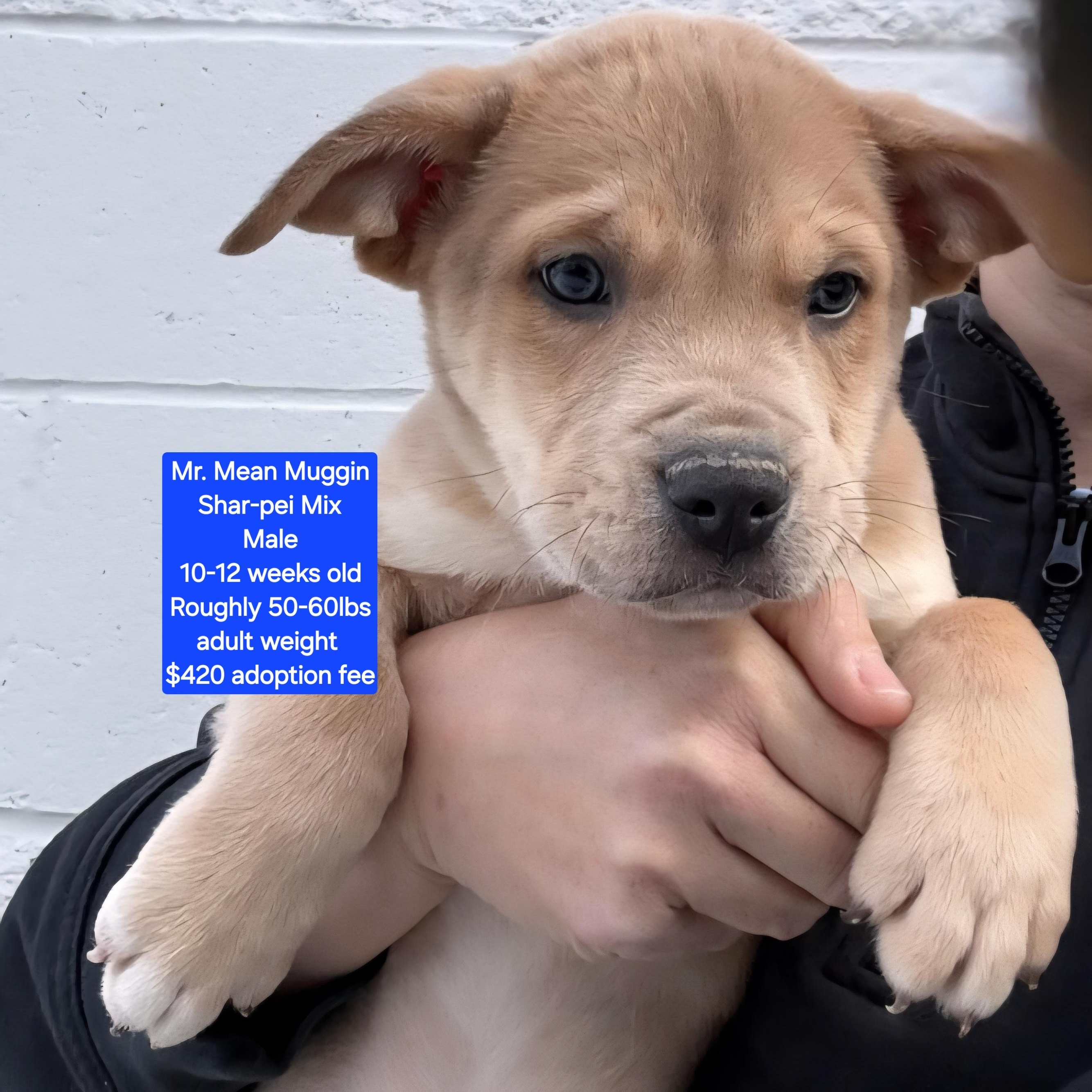 Enlarge Mr. Mean Muggin, a ADOPTABLE mixed breed in Oviedo, FL image 1/1