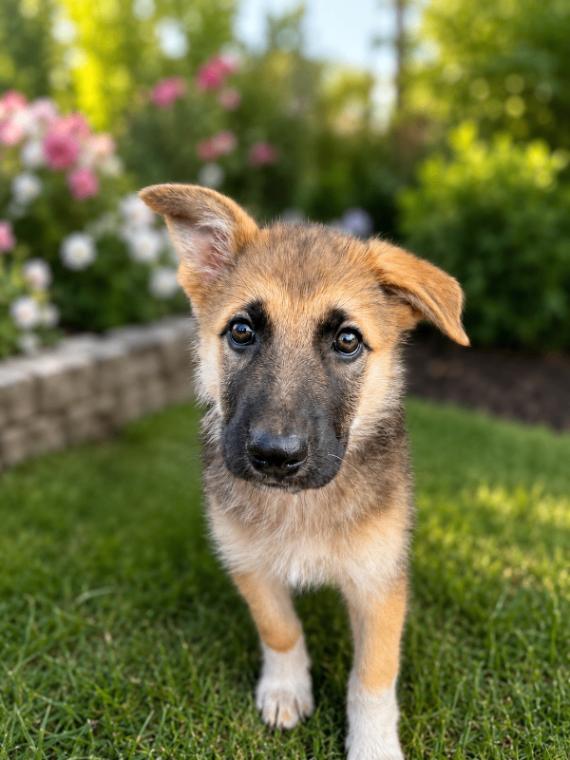 Taya, a Adoptable mixed breed in Seattle, WA image 2/2