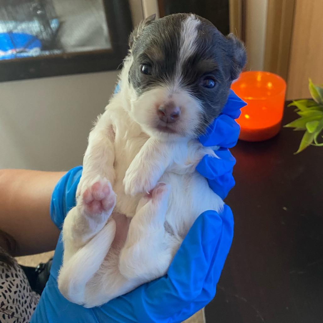 Enlarge Dotty, a Adoptable mixed breed in Newberg, OR image 2/4