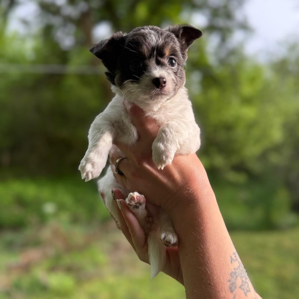 Enlarge Dotty, a Adoptable mixed breed in Newberg, OR image 4/4