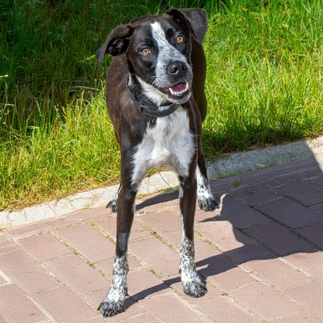 HUCKLEBERRY, Adoptable, Young Female Pointer & Mixed Breed.