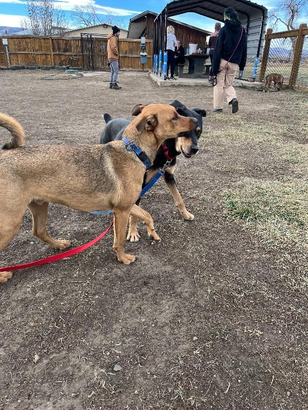 Solomon, Adoptable, Young Male Mixed Breed & Mixed Breed.