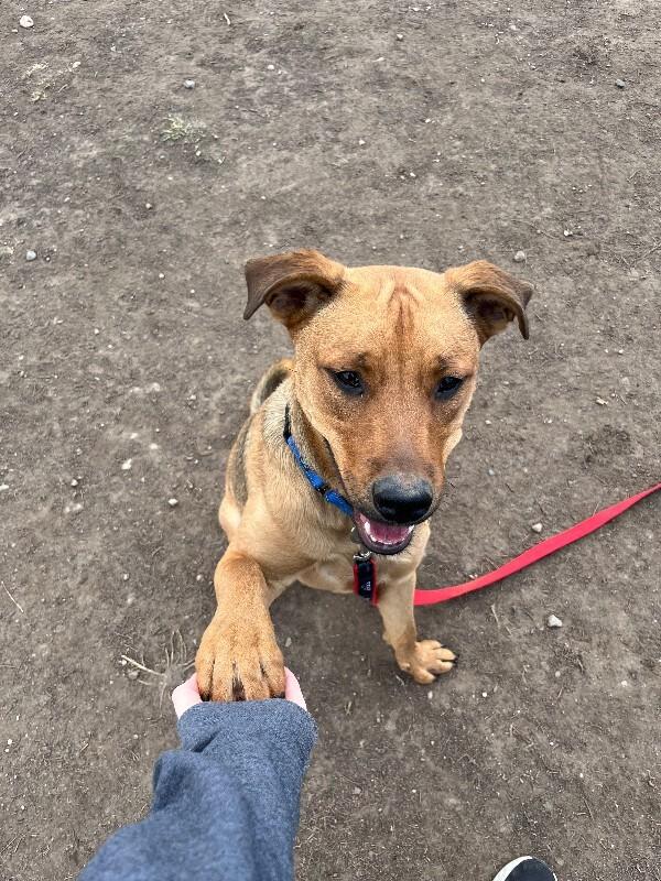 Solomon, a Adoptable mixed breed in Fort Collins, CO image 3/5