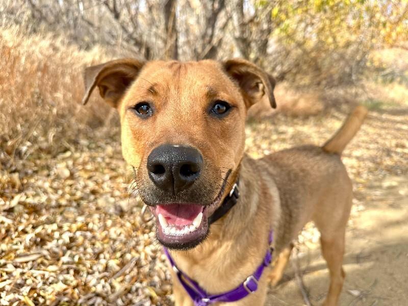 Solomon, Adoptable, Young Male Mixed Breed & Mixed Breed.