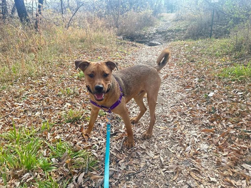 Enlarge Solomon, a Adoptable mixed breed in Fort Collins, CO image 2/2