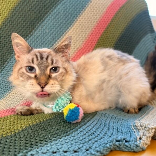 Mystery Cusimano — thumbnail 4