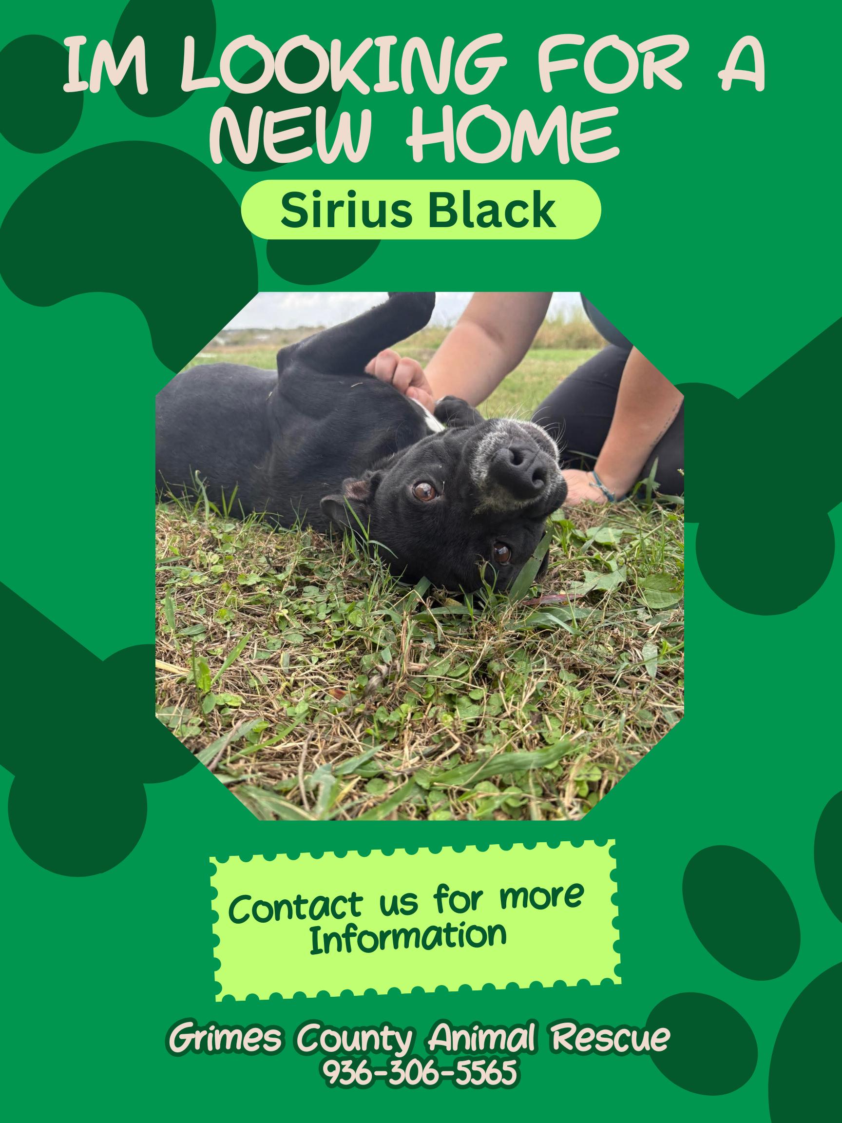 Enlarge Sirius Black, a ADOPTABLE mixed breed in Anderson, TX image 1/1