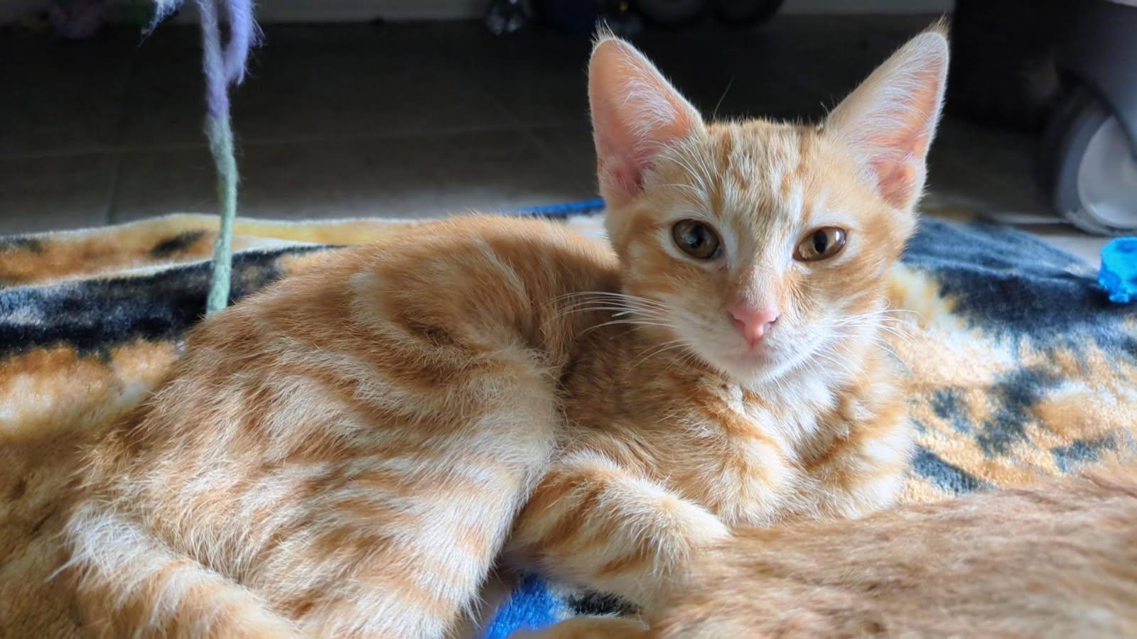 Xyla, ADOPTABLE, Kitten Female Domestic Short Hair.