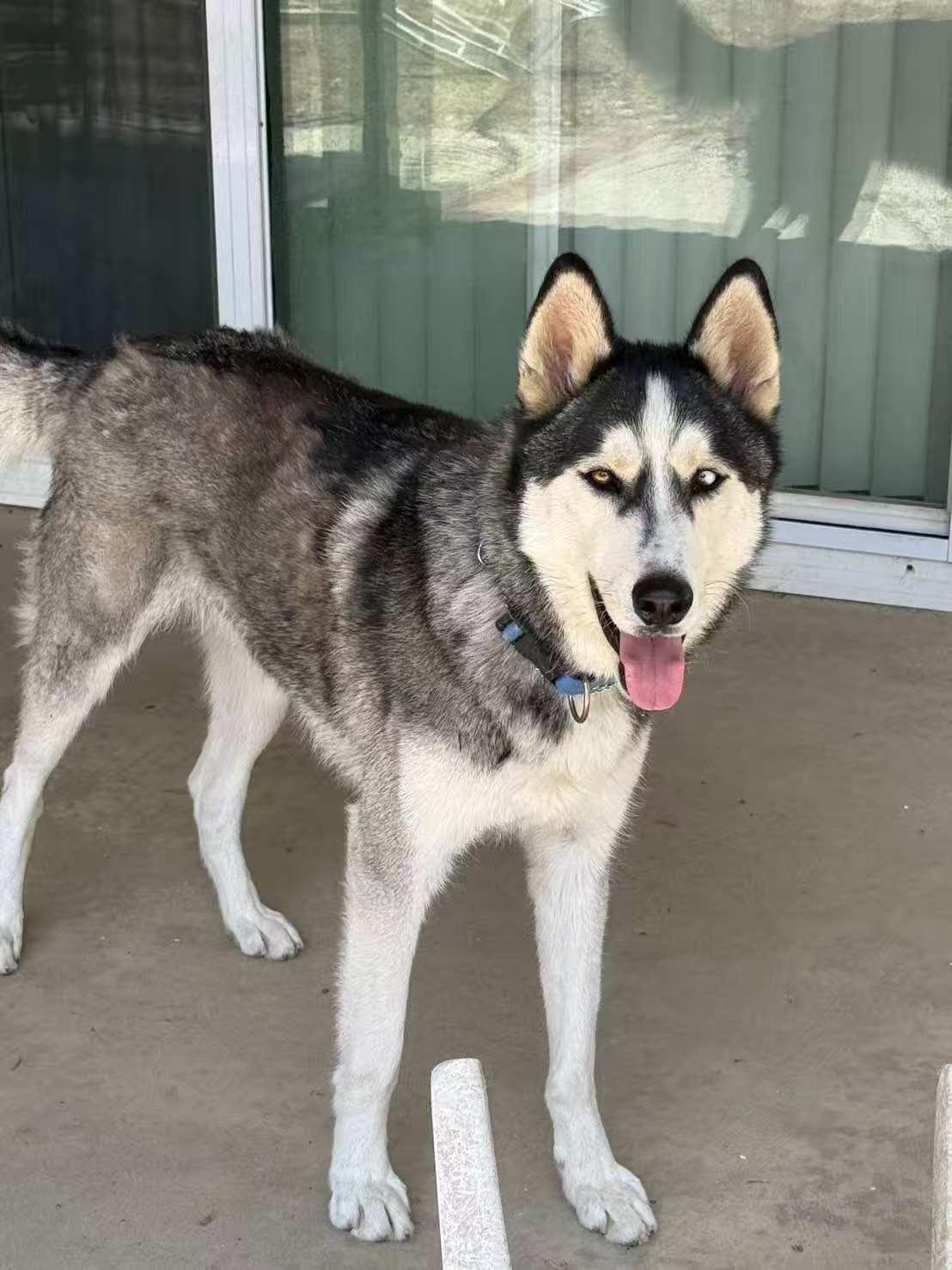 River, a ADOPTABLE Husky in Van Nuys, CA image 1/3