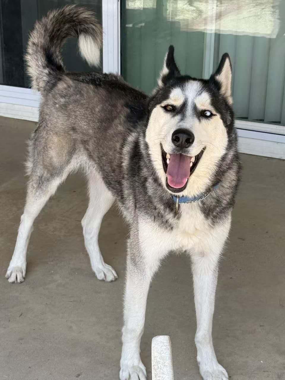 River, a ADOPTABLE Husky in Van Nuys, CA image 2/3