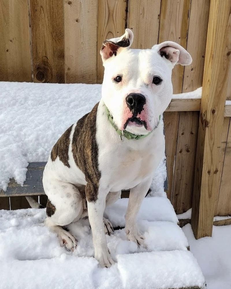 Enlarge Cosmo, a Adoptable mixed breed in Brewster , NY image 2/6