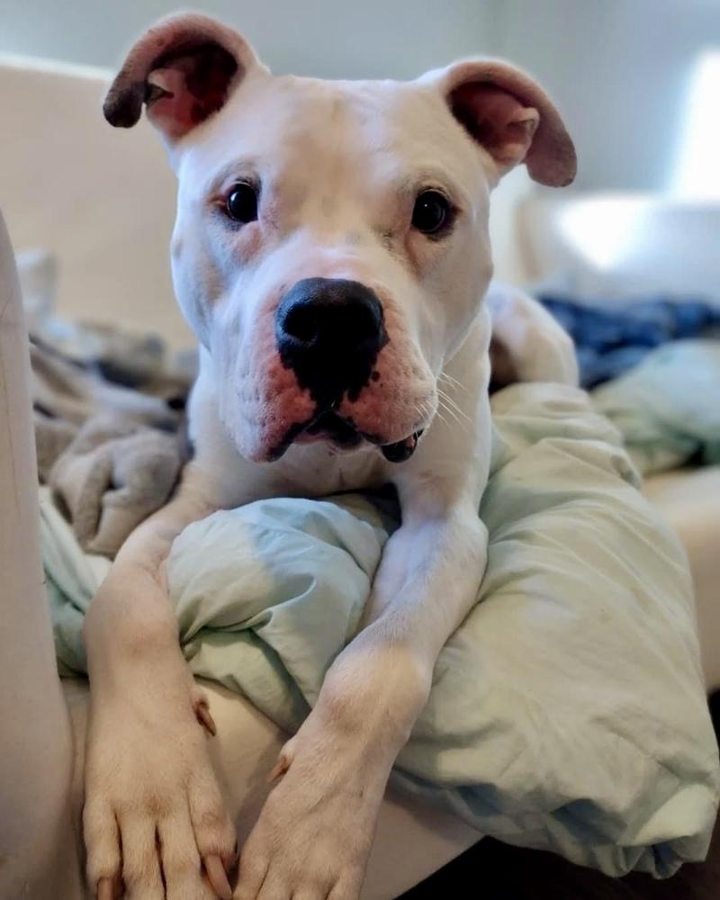 Enlarge Cosmo, a Adoptable mixed breed in Brewster , NY image 4/6