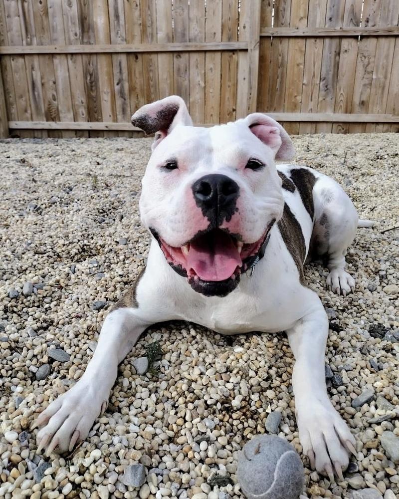 Enlarge Cosmo, a Adoptable mixed breed in Brewster , NY image 5/6