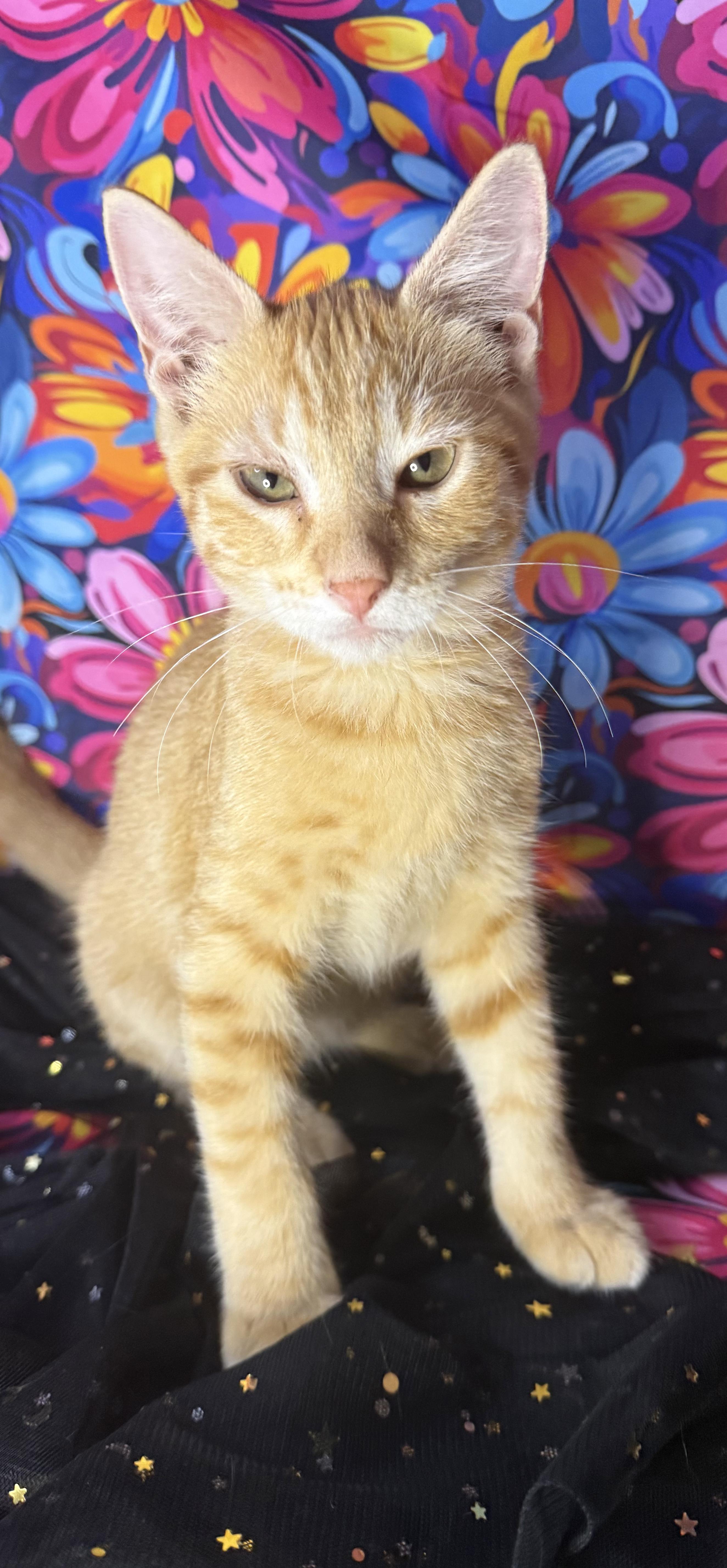 Enlarge Engine Bae AKA Bae, an adopted Domestic Short Hair in Ocean Springs, MS image 3/4