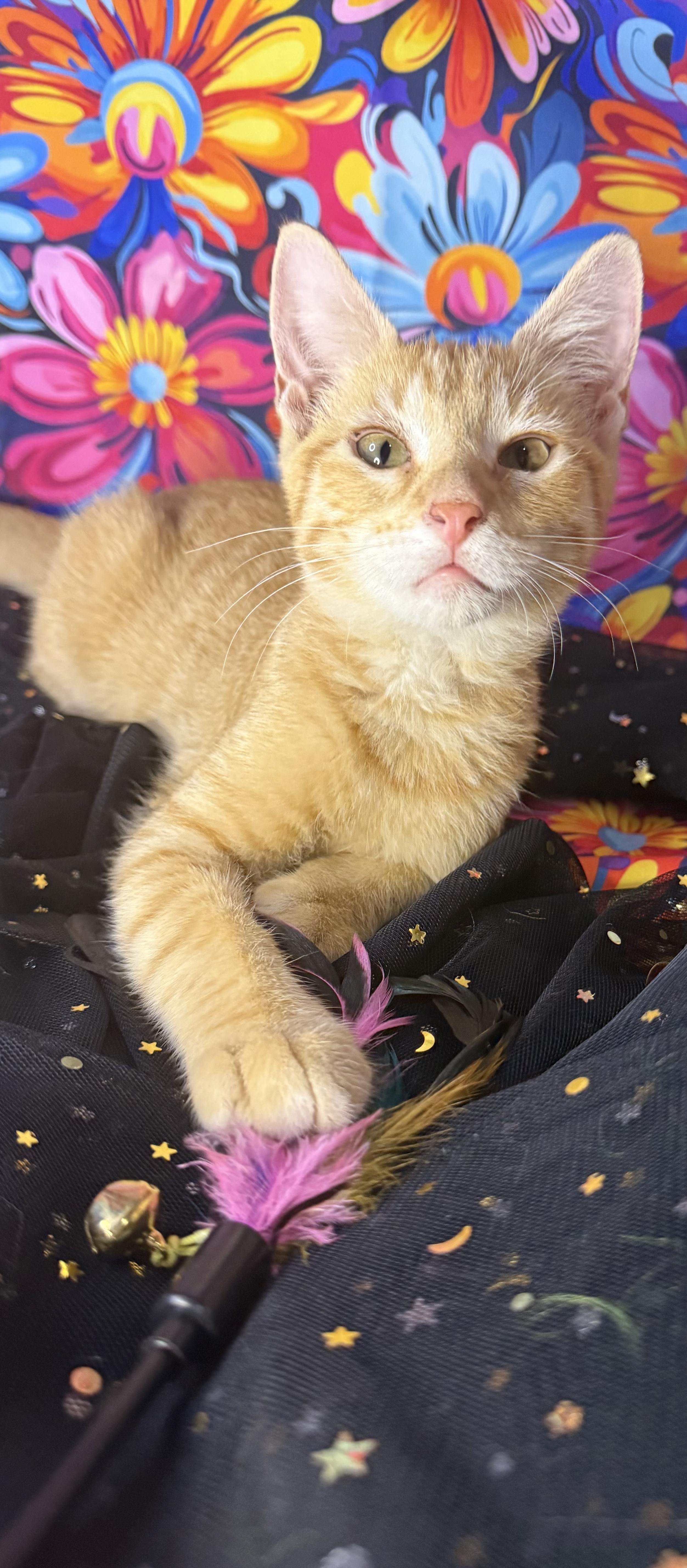 Enlarge Engine Bae AKA Bae, an adopted Domestic Short Hair in Ocean Springs, MS image 4/4
