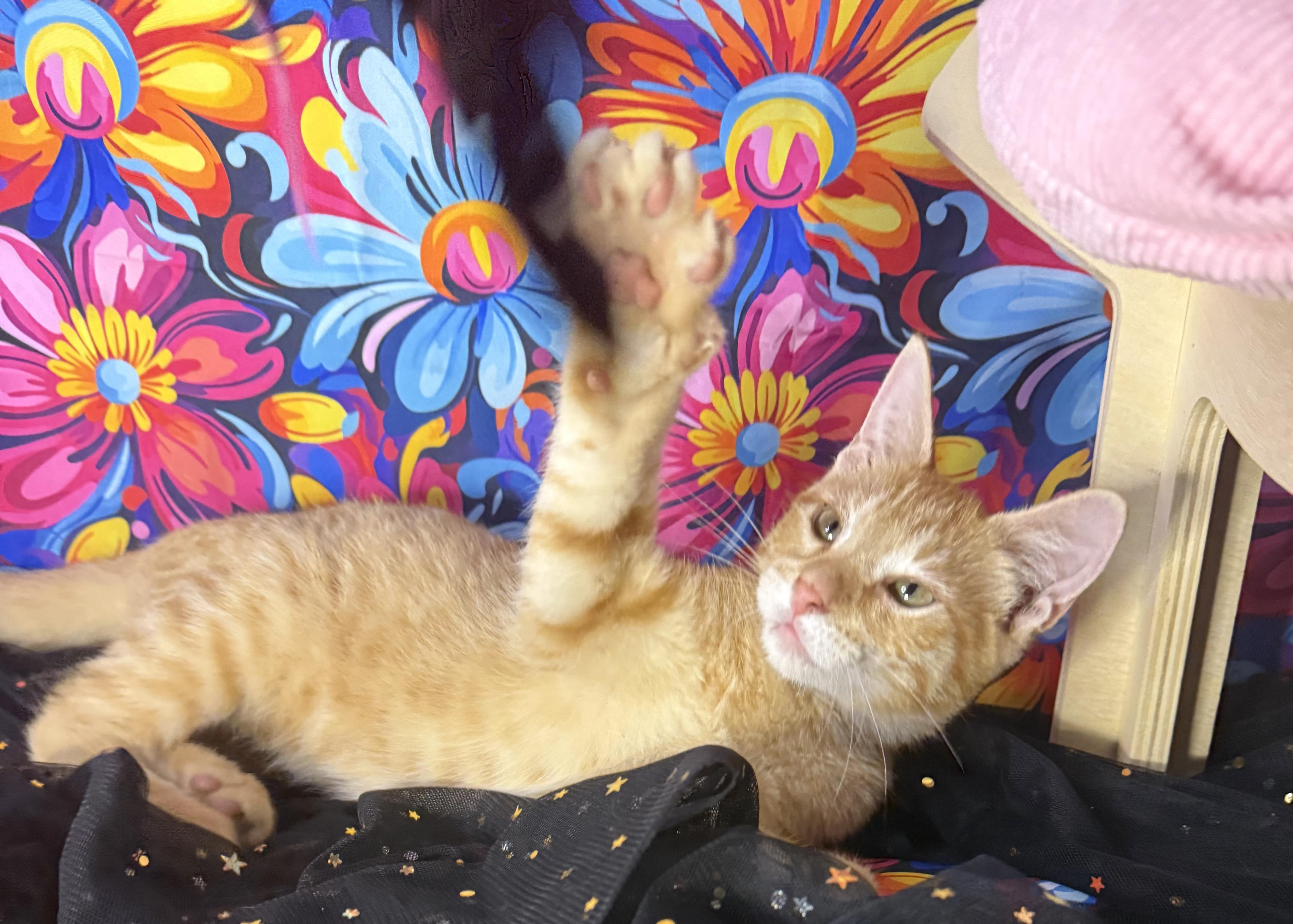 Enlarge Engine Bae AKA Bae, an adopted Domestic Short Hair in Ocean Springs, MS image 2/4