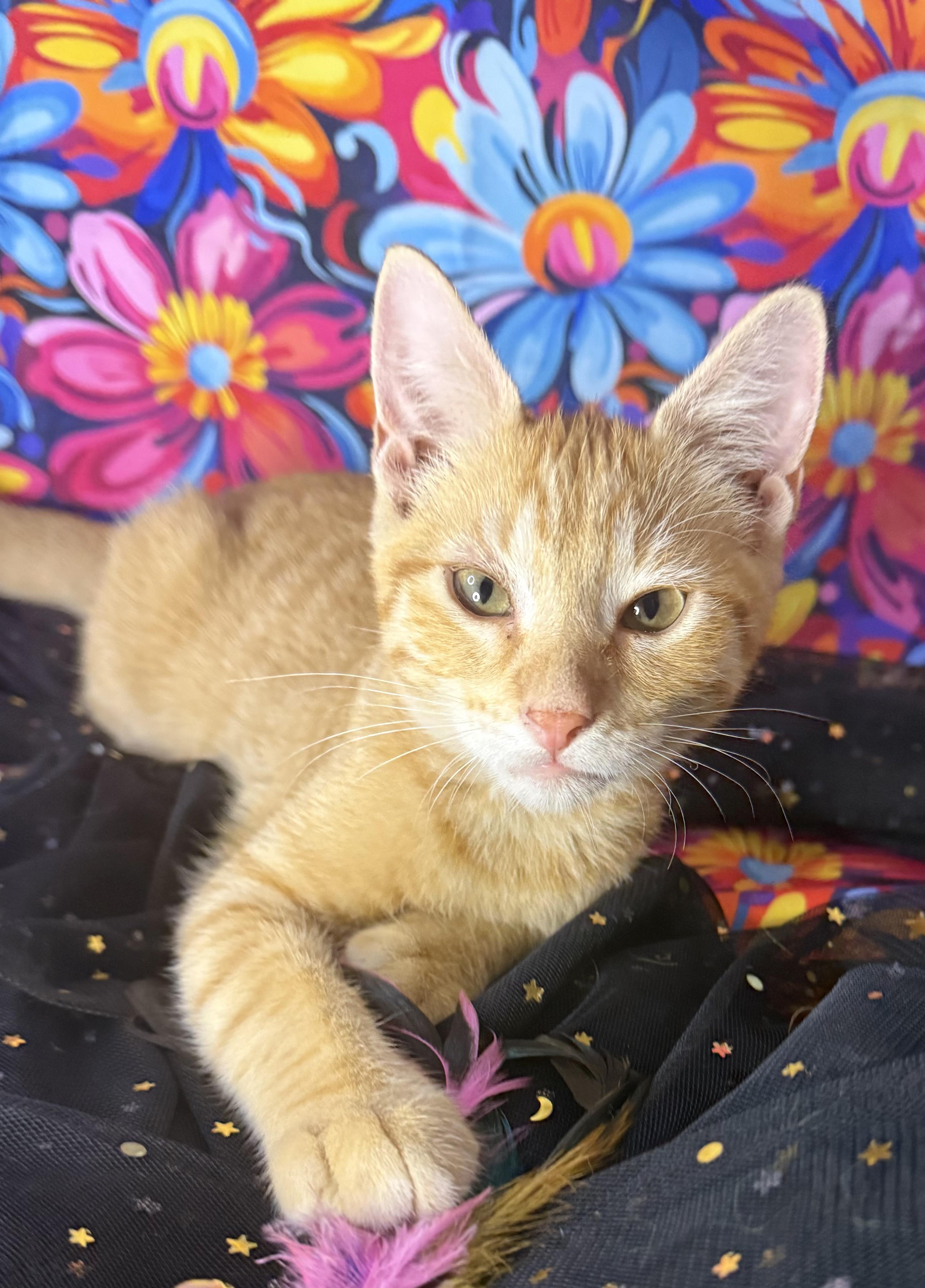 Enlarge Engine Bae AKA Bae, an adopted Domestic Short Hair in Ocean Springs, MS image 1/4