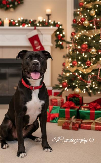 Enlarge BILLY RAY, a Adoptable mixed breed in Brunswick, GA image 1/1