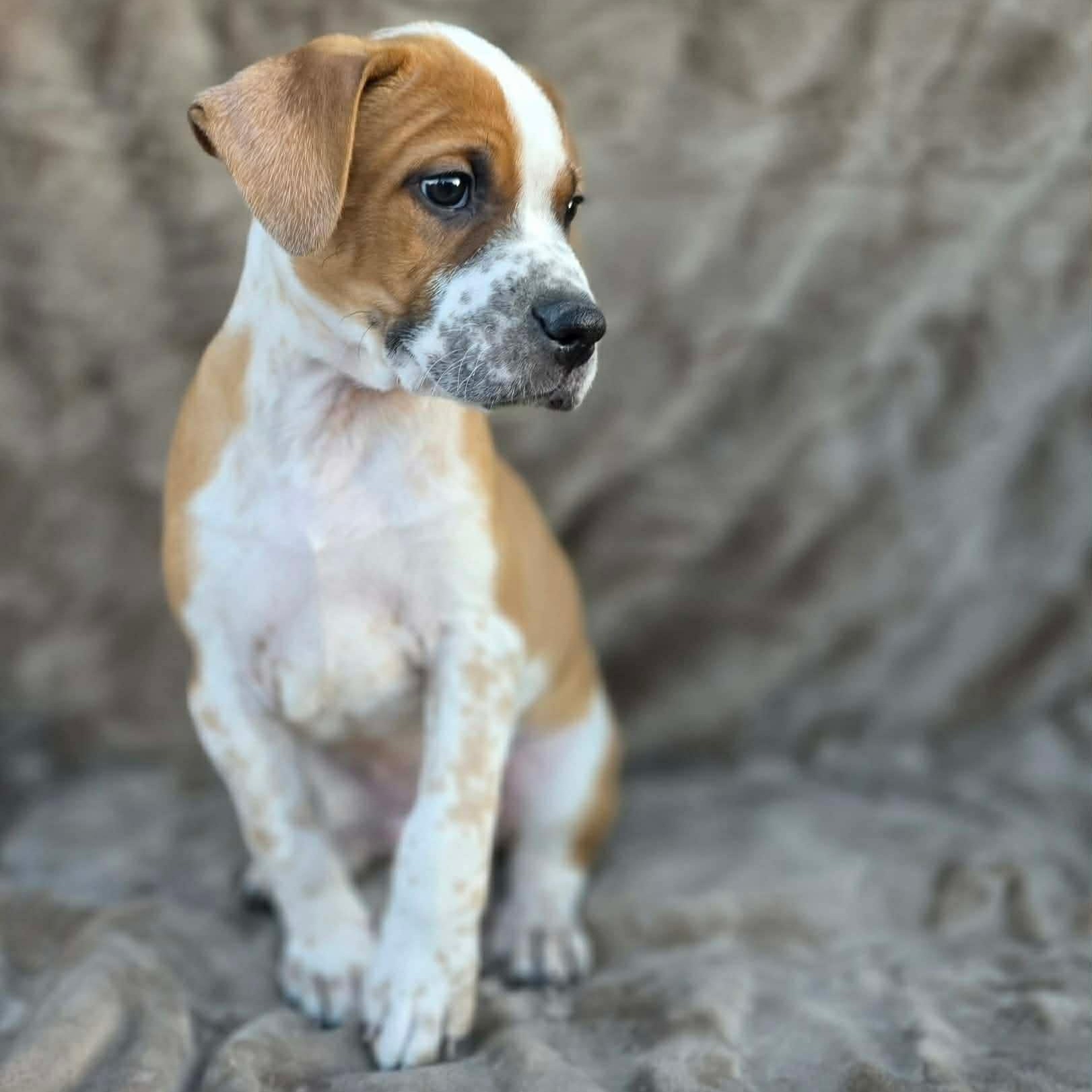 Enlarge Rhys , an adopted Mixed Breed in Justin, TX image 6/6