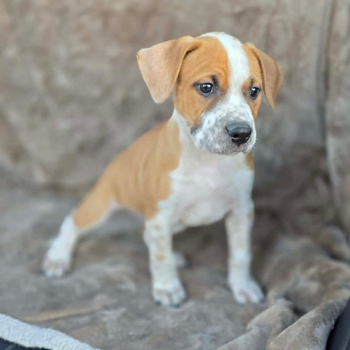 Enlarge Rhys , an adopted Mixed Breed in Justin, TX image 5/6