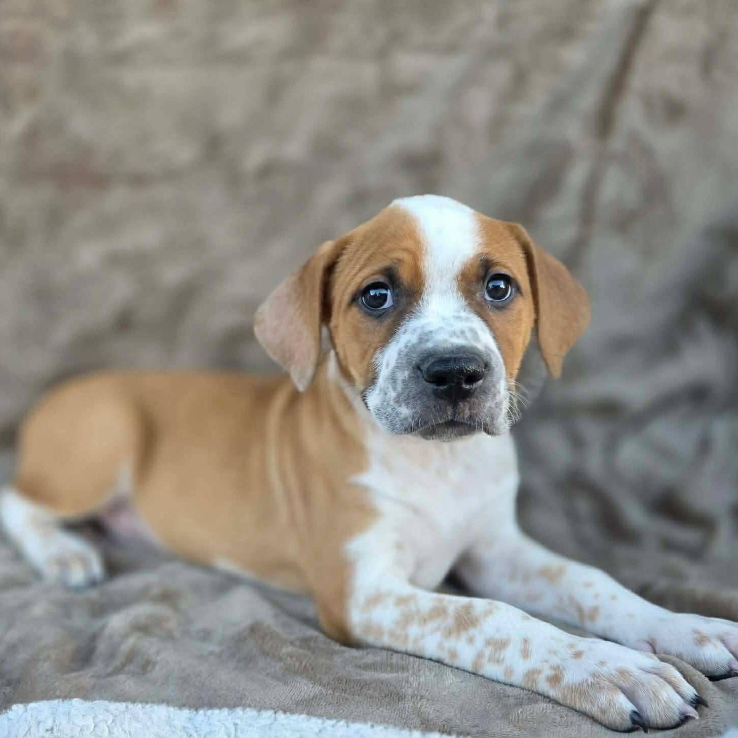 Enlarge Rhys , an adopted Mixed Breed in Justin, TX image 2/6