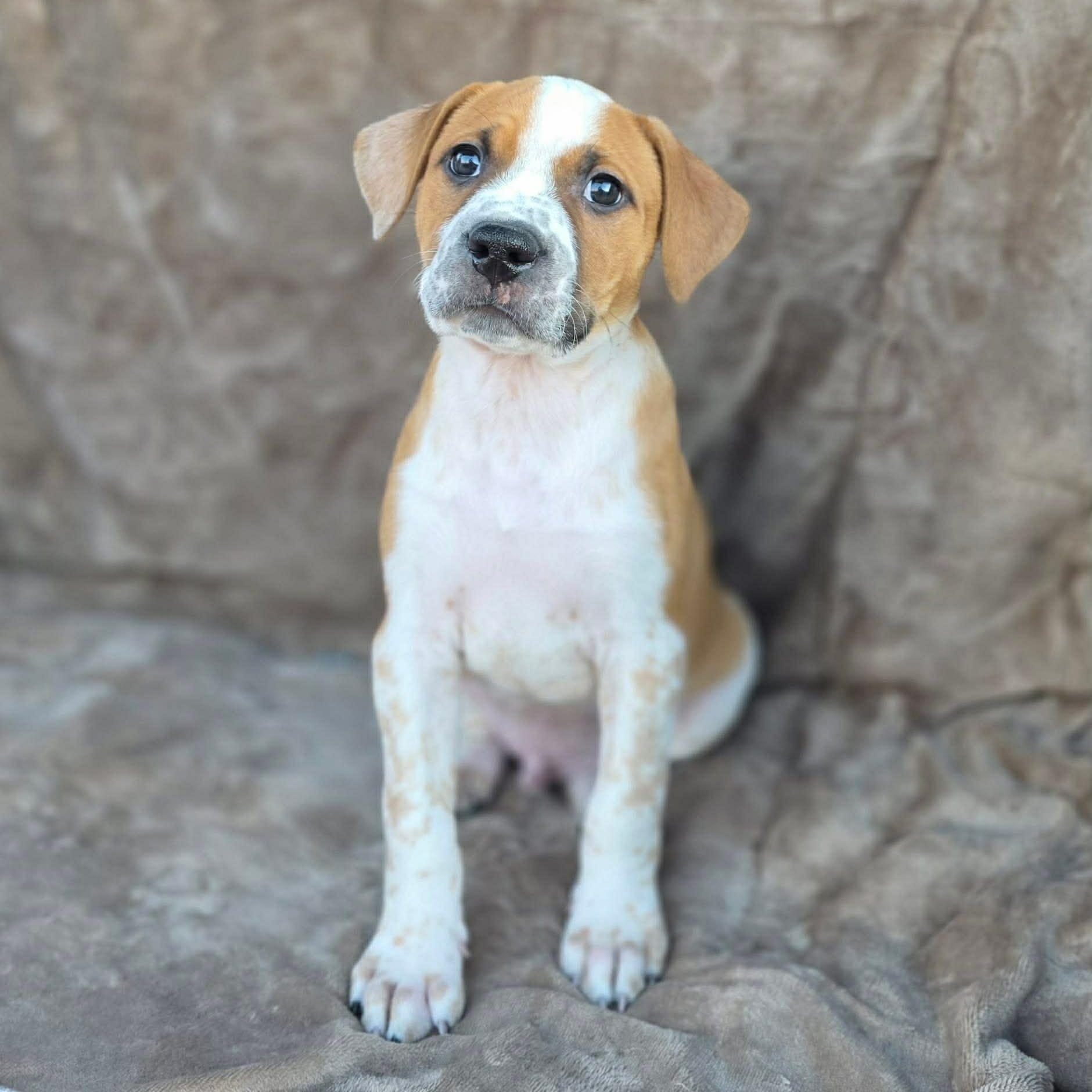 Enlarge Rhys , an adopted Mixed Breed in Justin, TX image 4/6
