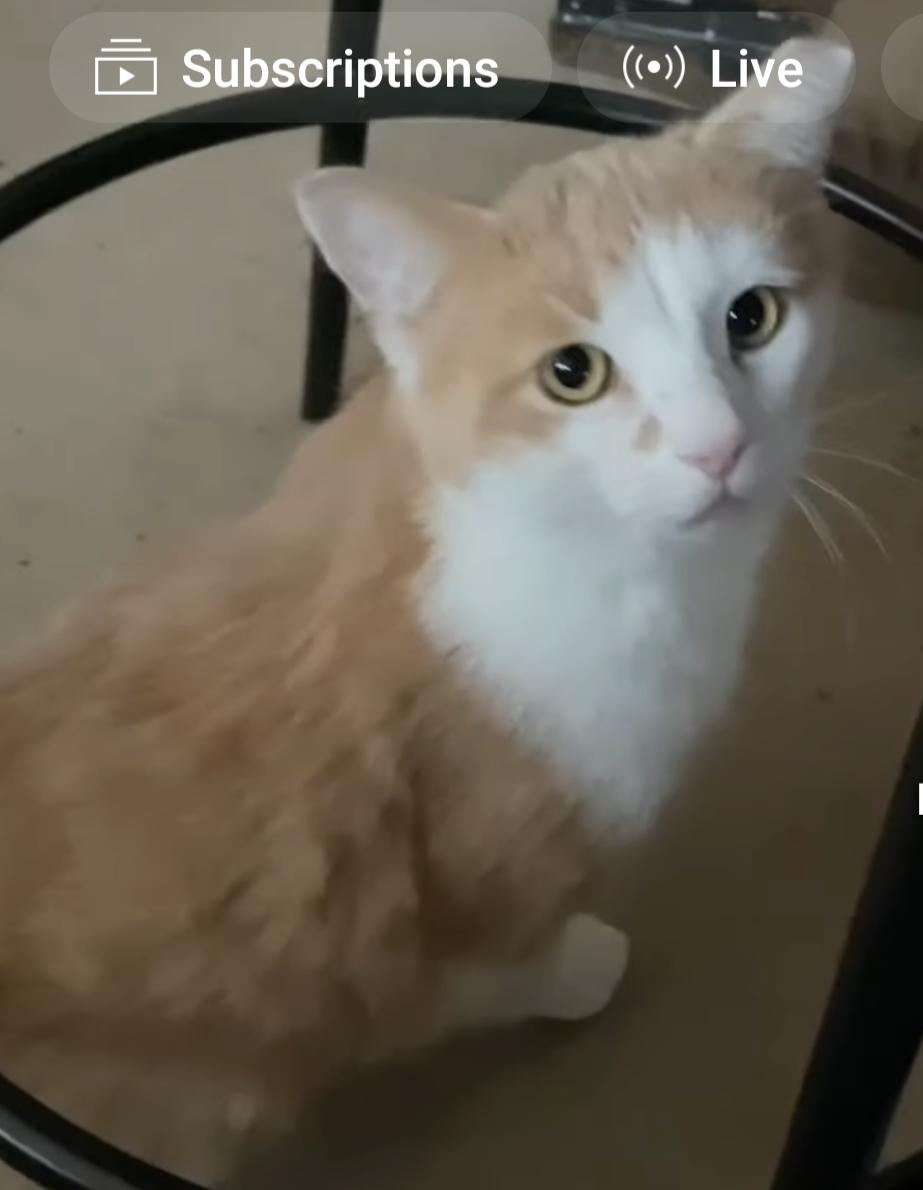 Enlarge Cliff, a Adopted Domestic Short Hair in Reading, PA image 1/1