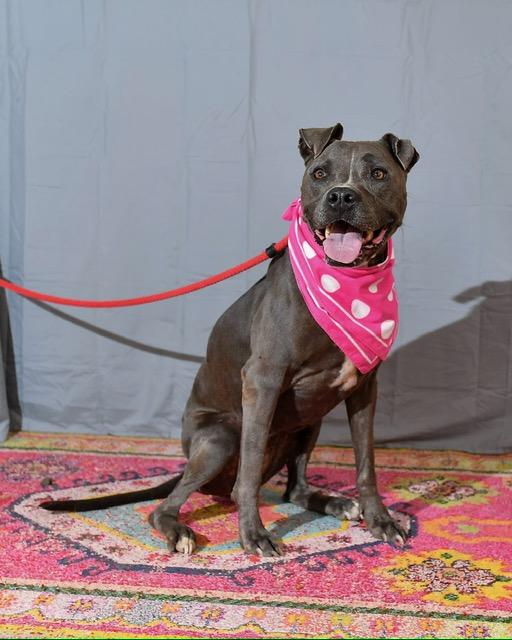 Enlarge Claire, a Adoptable mixed breed in Albert Lea, MN image 3/5