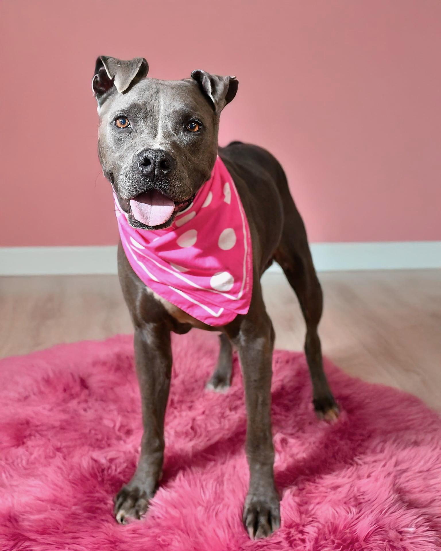 Enlarge Claire, a Adoptable mixed breed in Albert Lea, MN image 5/5