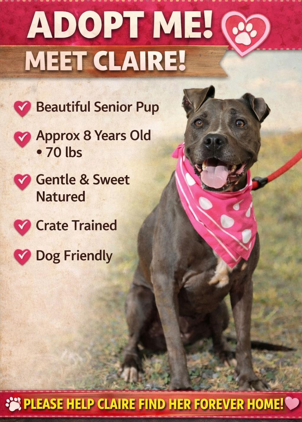 Enlarge Claire, a Adoptable mixed breed in Albert Lea, MN image 1/5