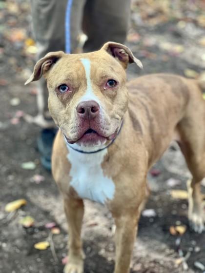 Enlarge Doja, a Adoptable mixed breed in Wantagh, NY image 1/3