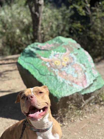 Doja, Adoptable, Adult Female Terrier & Mixed Breed.