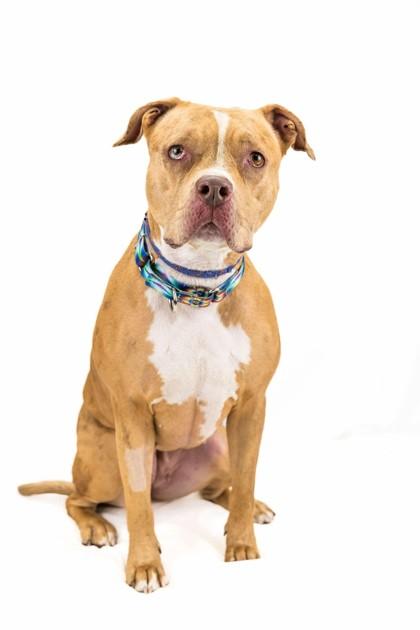 Enlarge Doja, a Adoptable mixed breed in Wantagh, NY image 2/3