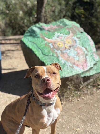 Enlarge Doja, a Adoptable mixed breed in Wantagh, NY image 3/3