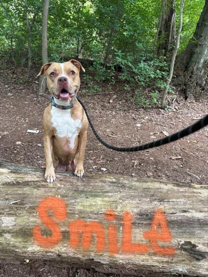 Enlarge Doja, a Adoptable mixed breed in Wantagh, NY image 2/4