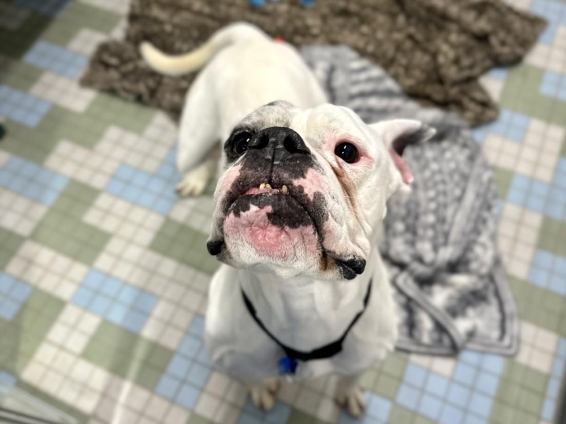 Enlarge LONGSHOT, a Adoptable American Bulldog in Loveland, CO image 1/1