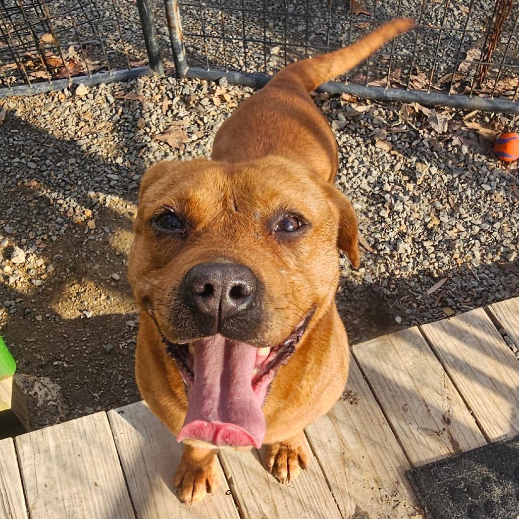 Miley, Adoptable, Adult Female Pit Bull Terrier.