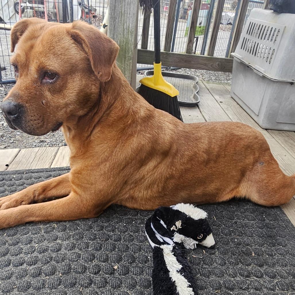 Enlarge Miley, a Adoptable Pit Bull Terrier in mount vernon, AR image 2/2