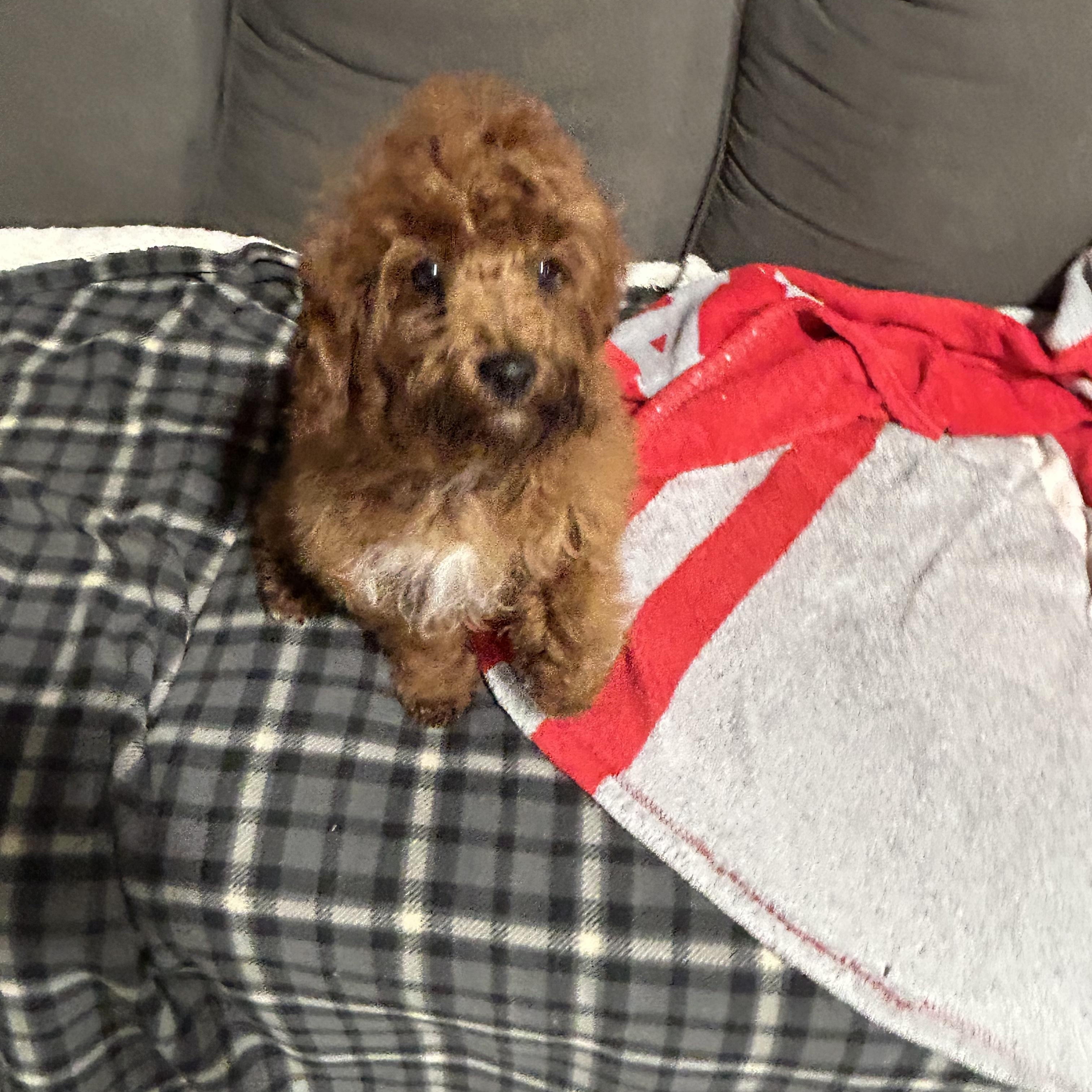 Archie
