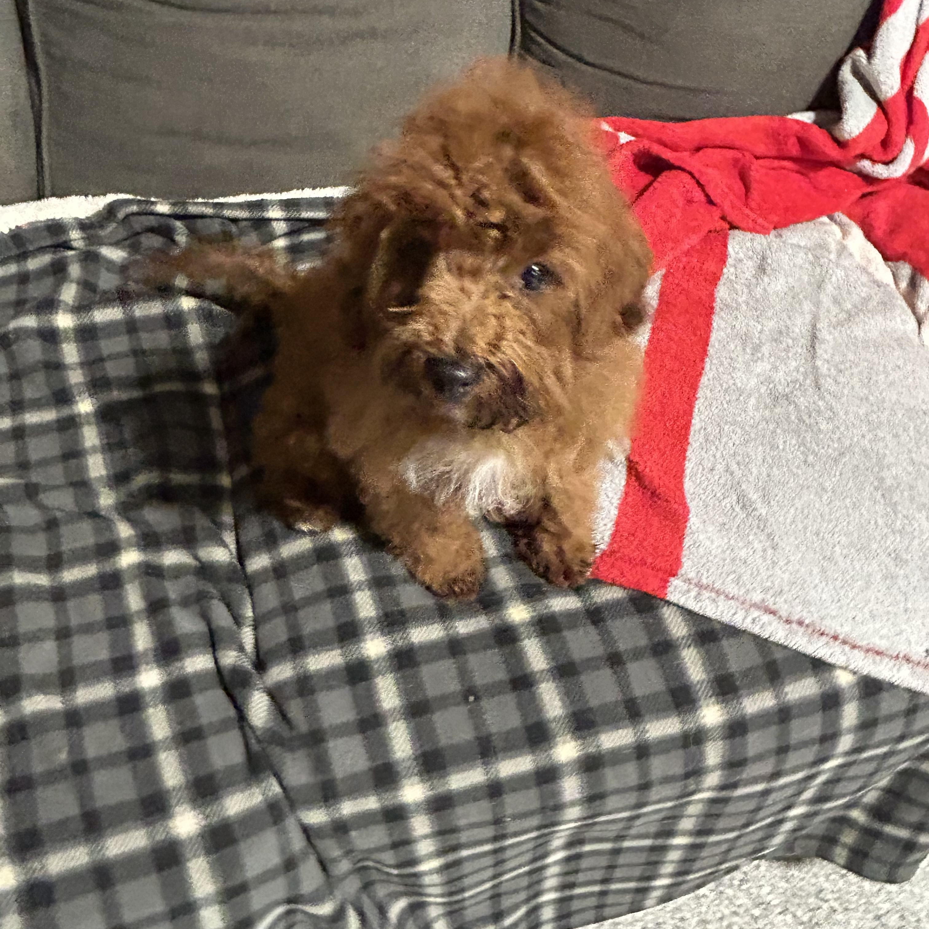Archie