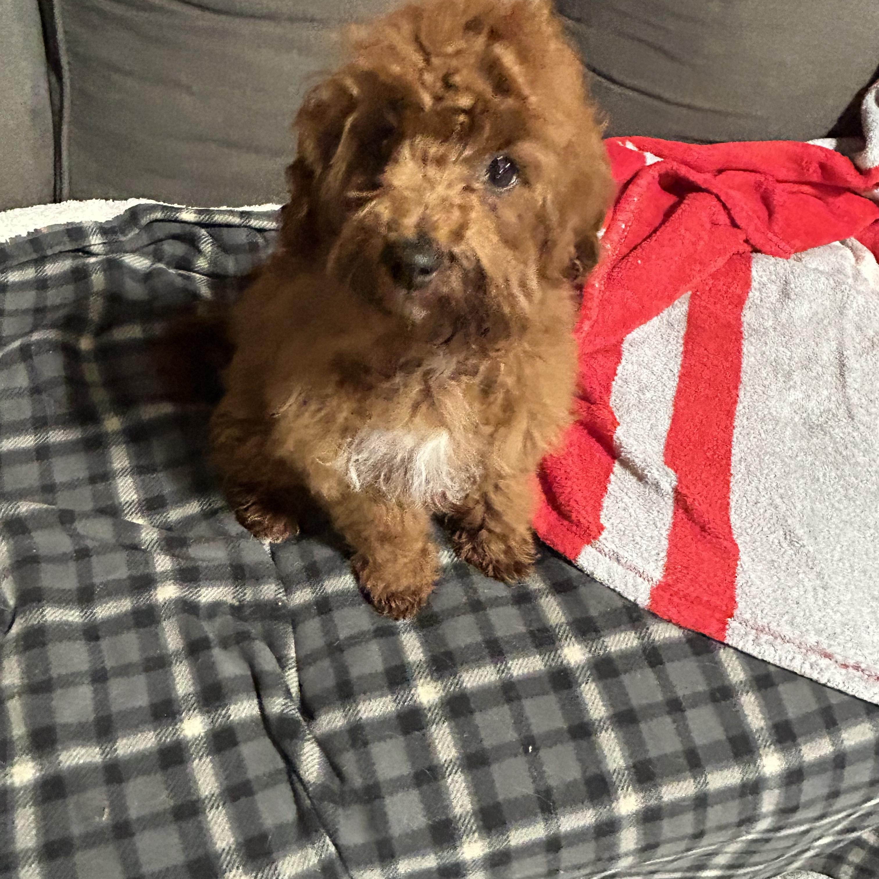 Archie