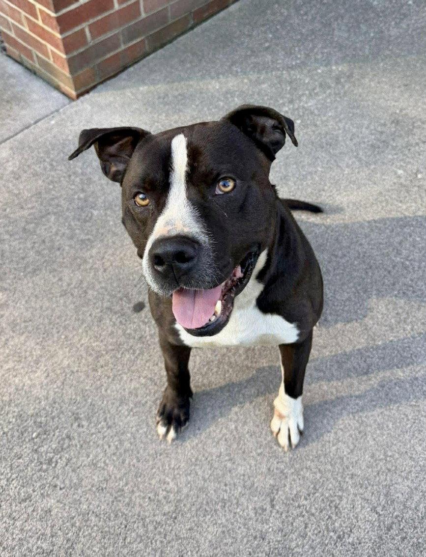 Enlarge Dom, a Adoptable Pit Bull Terrier in Herndon, VA image 1/2