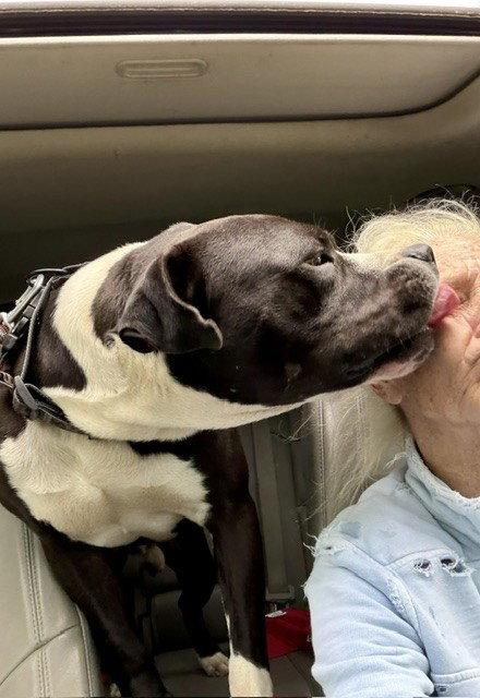 Enlarge Dom, a Adoptable Pit Bull Terrier in Herndon, VA image 2/2