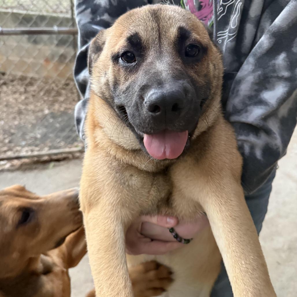 Tanana, Adoptable, Puppy Female Black Mouth Cur & Black Mouth Cur.
