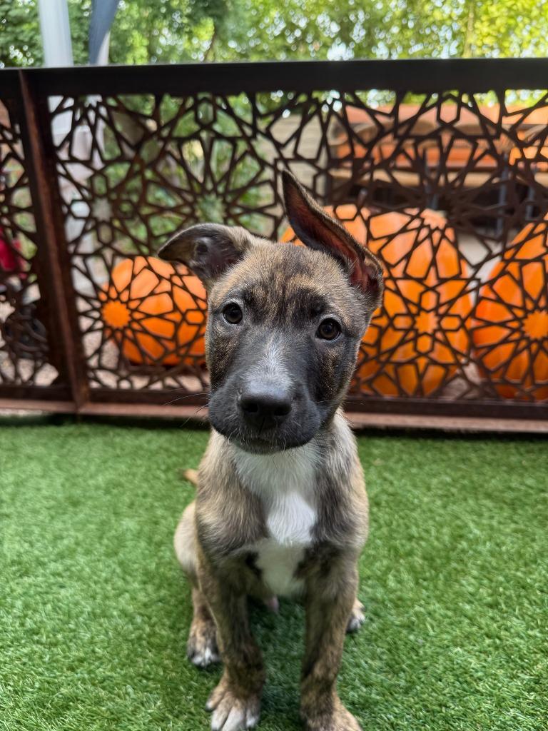 Urchin, a Adoptable mixed breed in Phoenix, AZ image 1/5