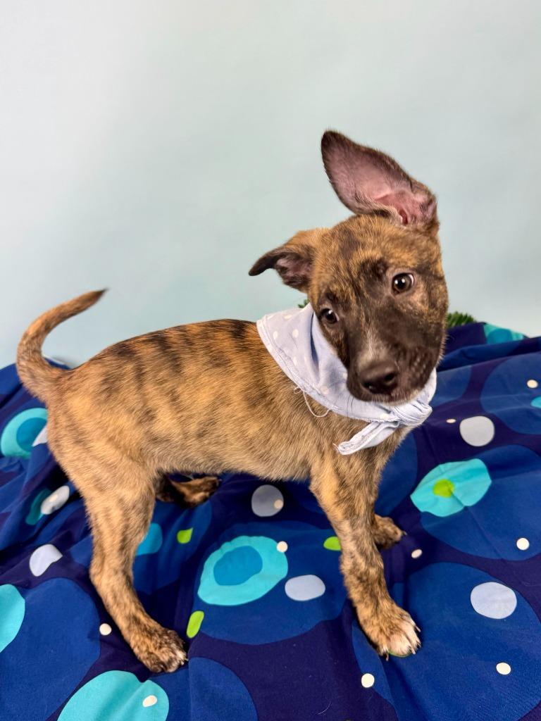 Urchin, a Adoptable mixed breed in Phoenix, AZ image 2/5