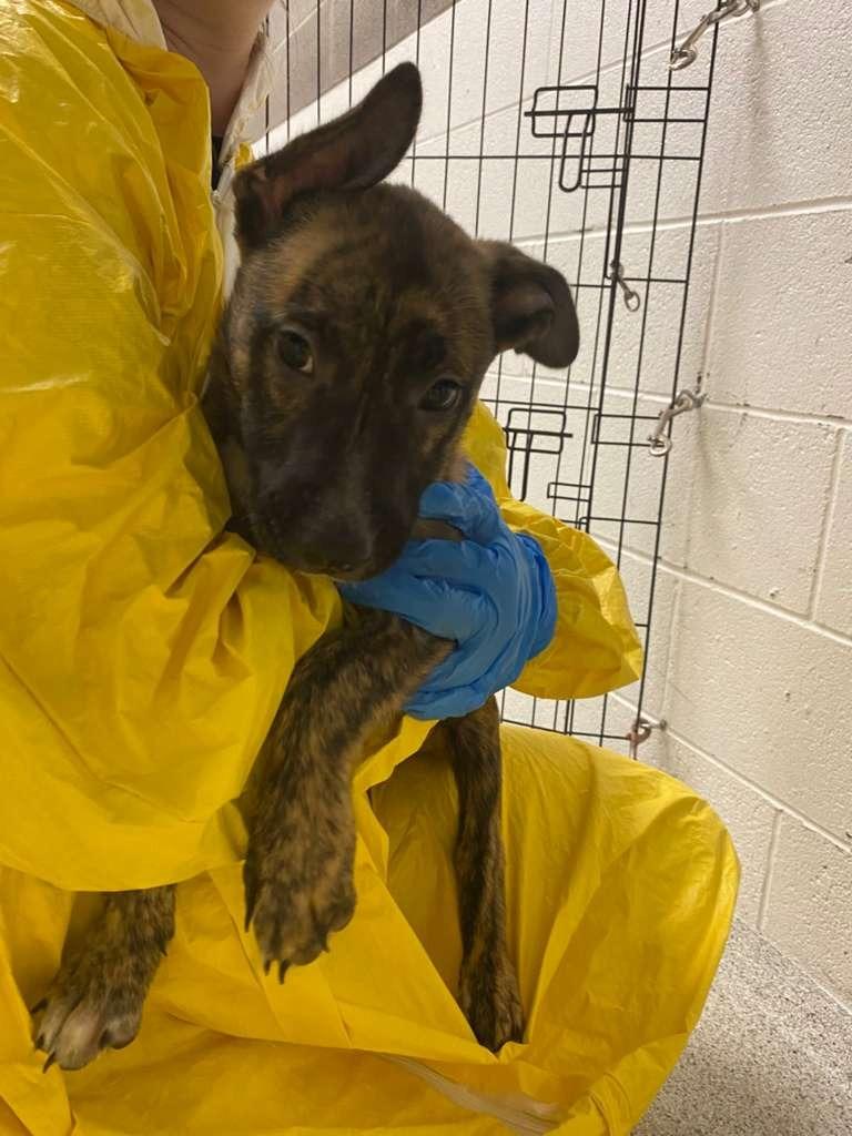 Urchin, a Adoptable mixed breed in Phoenix, AZ image 3/5