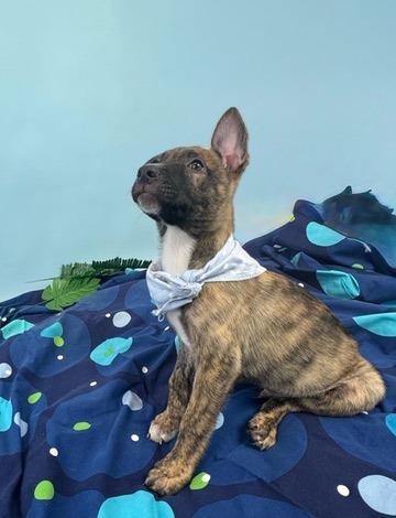 Urchin, a Adoptable mixed breed in Phoenix, AZ image 4/5