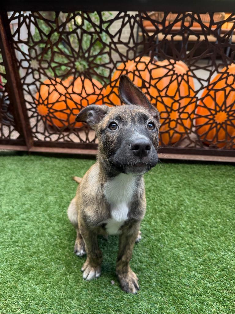 Urchin, a Adoptable mixed breed in Phoenix, AZ image 5/5